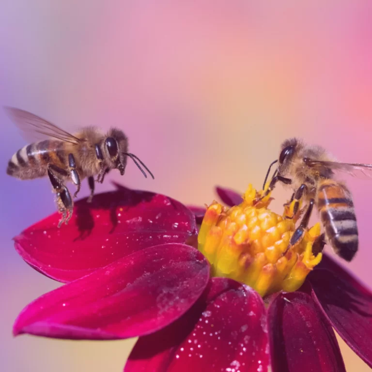 3 бджолиний вулик