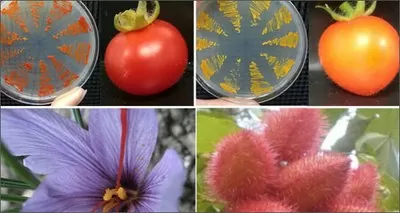 Innovazione: da ENEA nuovo metodo per produrre molecole da pomodoro e lievito contro le maculopatie