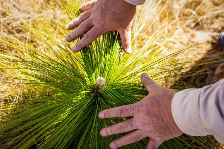 Mary Kay Inc کاشت بیش از 1,2 میلیون درخت در سراسر جهان را جشن می گیرد